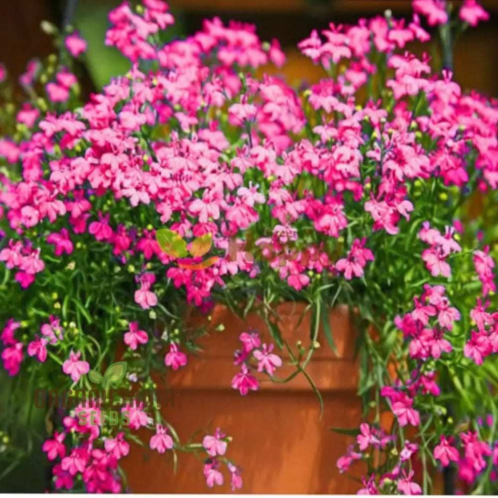 Vibrant Trailing Lobelia Cascade Red - Perfect For Hanging Baskets & Garden Borders