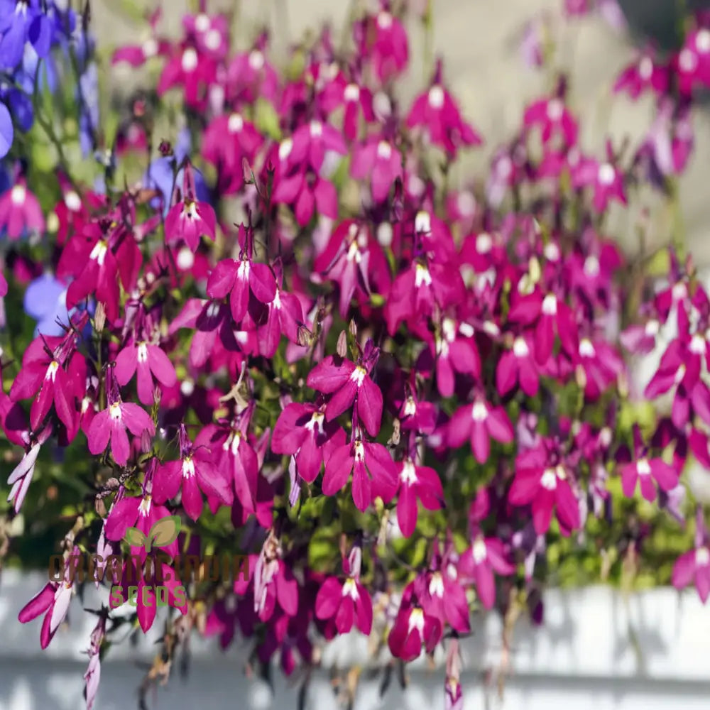 Vibrant Trailing Lobelia Cascade Red - Perfect For Hanging Baskets & Garden Borders