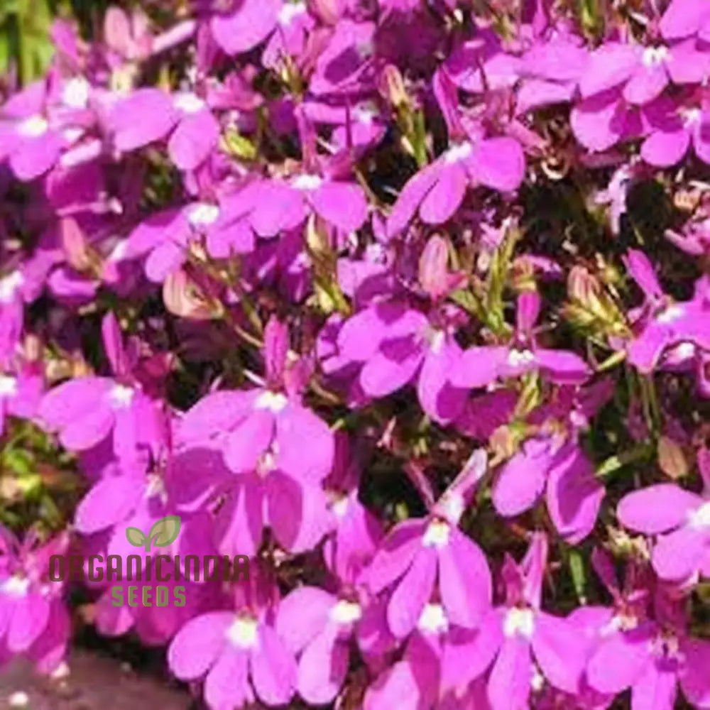 Vibrant Trailing Lobelia Cascade Red - Perfect For Hanging Baskets & Garden Borders