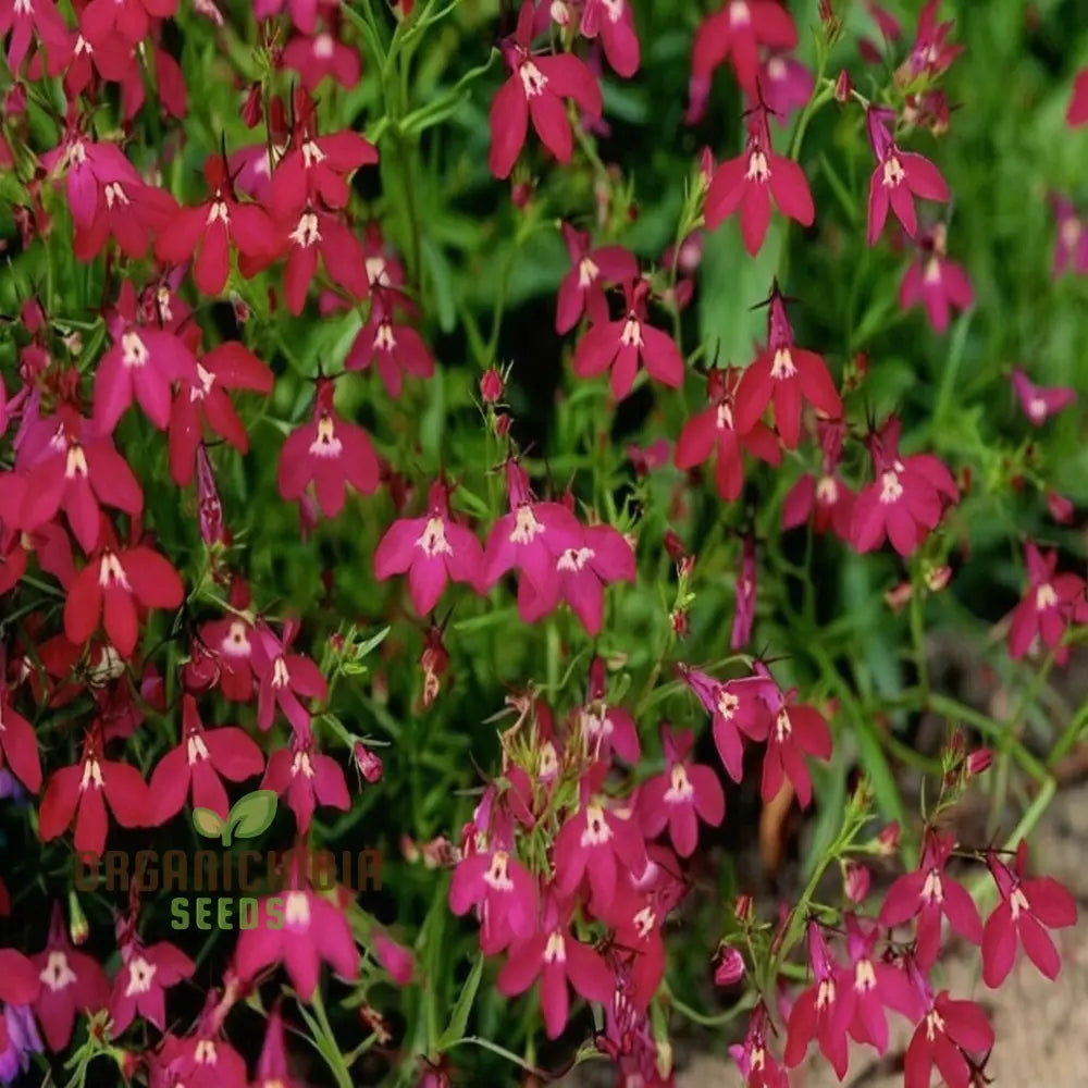 Vibrant Trailing Lobelia Cascade Red - Perfect For Hanging Baskets & Garden Borders