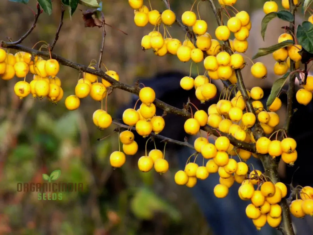 Vibrant Yellow Crabapple Seeds For Planting - Perfect For Your Garden Oasis