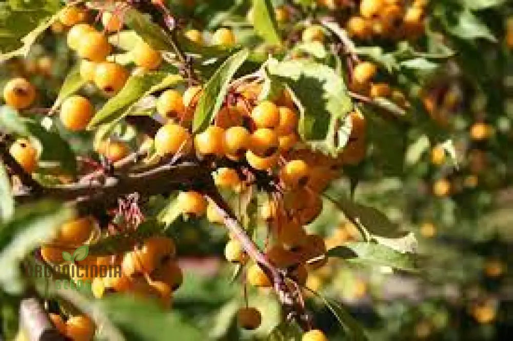 Vibrant Yellow Crabapple Seeds For Planting - Perfect For Your Garden Oasis