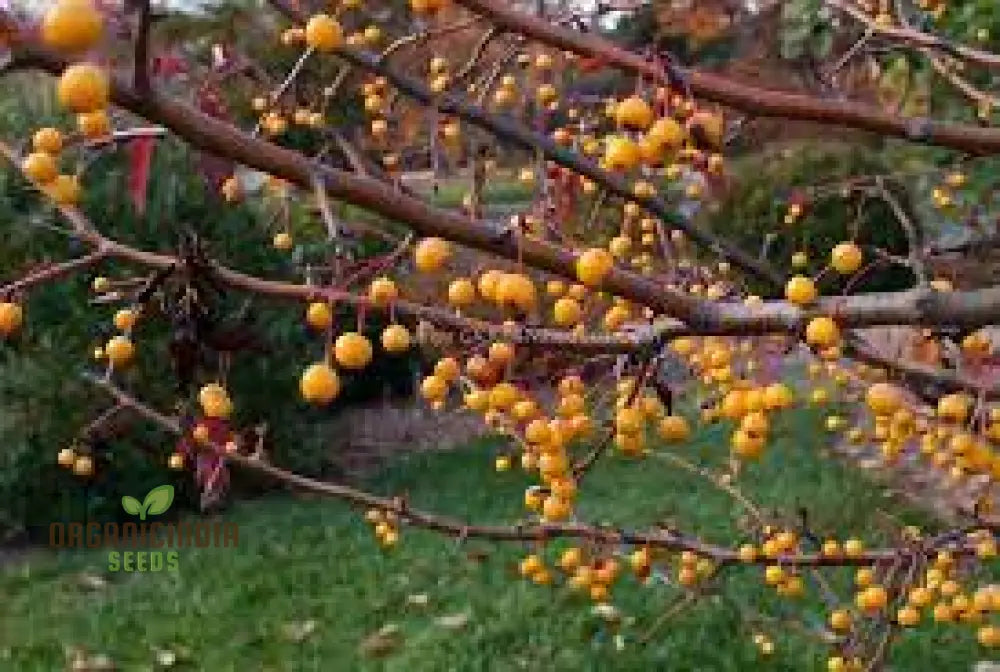 Vibrant Yellow Crabapple Seeds For Planting - Perfect For Your Garden Oasis