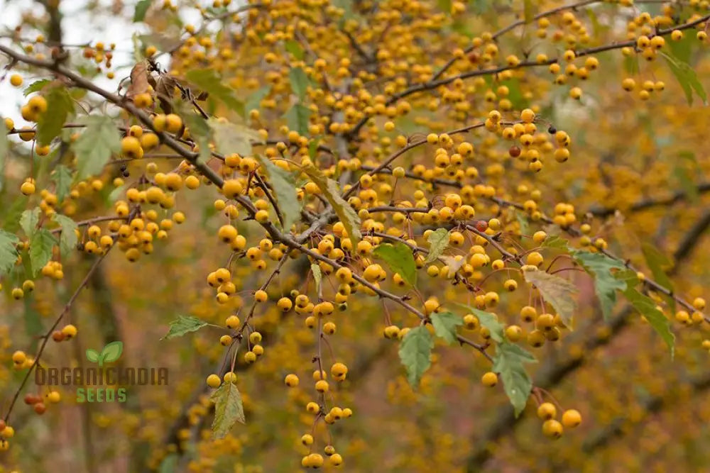 Vibrant Yellow Crabapple Seeds For Planting - Perfect For Your Garden Oasis