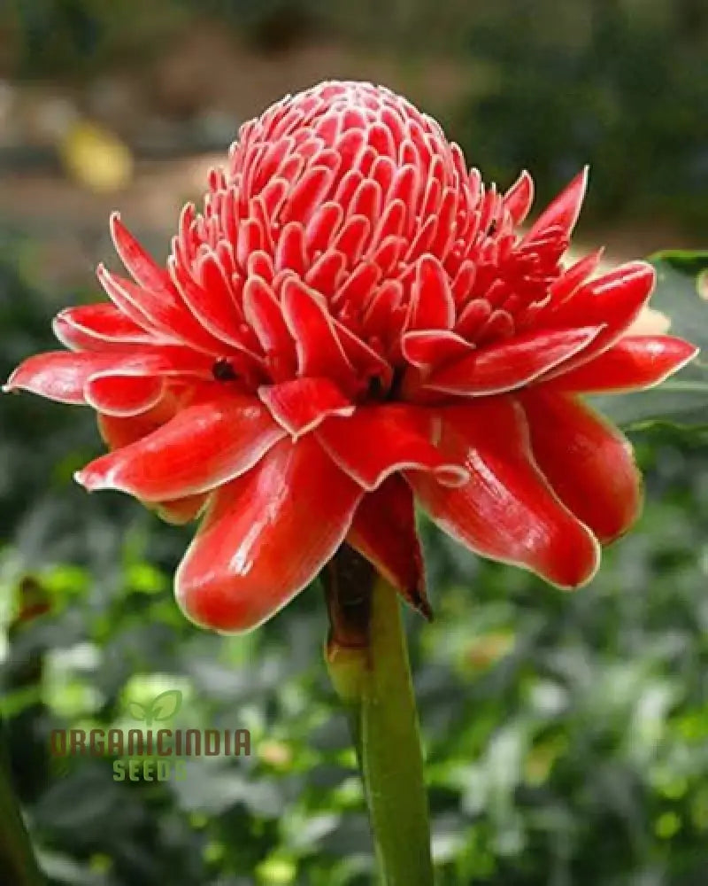 Ville Red Torch Ginger Flower Seeds For Planting Cultivating Vibrant And Exotic Blooms In Your