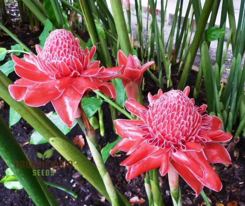 Ville Red Torch Ginger Flower Seeds For Planting Cultivating Vibrant And Exotic Blooms In Your