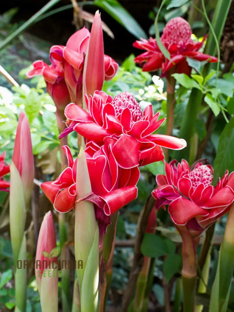 Ville Red Torch Ginger Flower Seeds For Planting Cultivating Vibrant And Exotic Blooms In Your