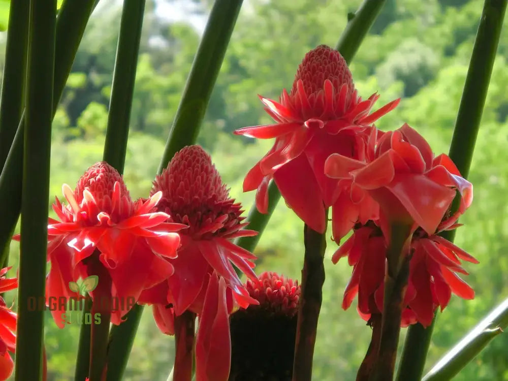 Ville Red Torch Ginger Flower Seeds For Planting Cultivating Vibrant And Exotic Blooms In Your