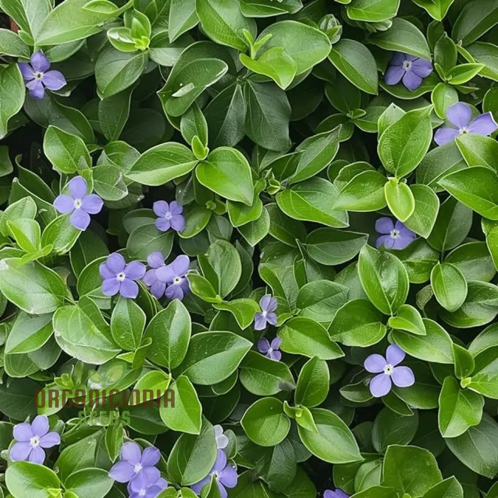 Vinca Minor Flower Seeds For Gardening And Planting - 100 Pcs Perennials