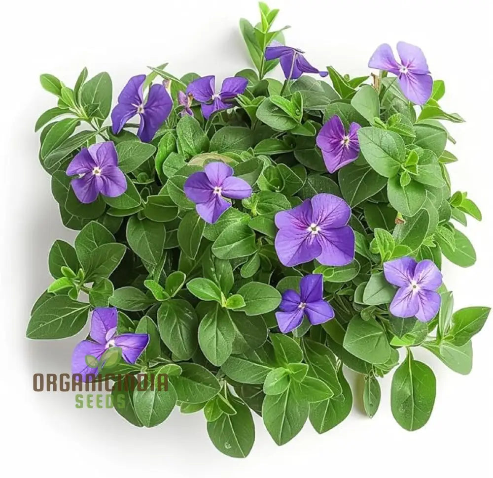 Vinca Minor Flower Seeds For Gardening And Planting - 100 Pcs Perennials