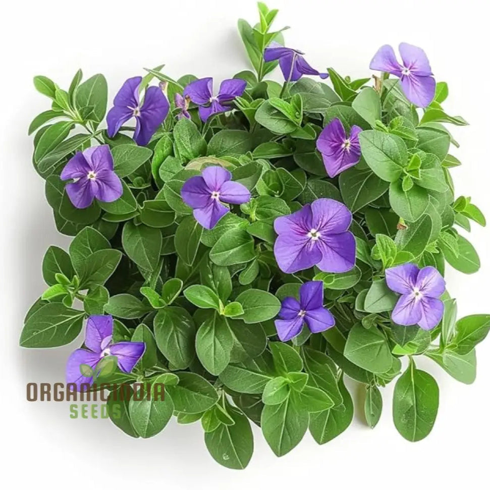 Vinca Minor Flower Seeds For Gardening And Planting - 100 Pcs Perennials