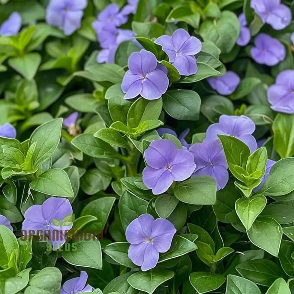 Vinca Minor Flower Seeds For Gardening And Planting - 100 Pcs Perennials