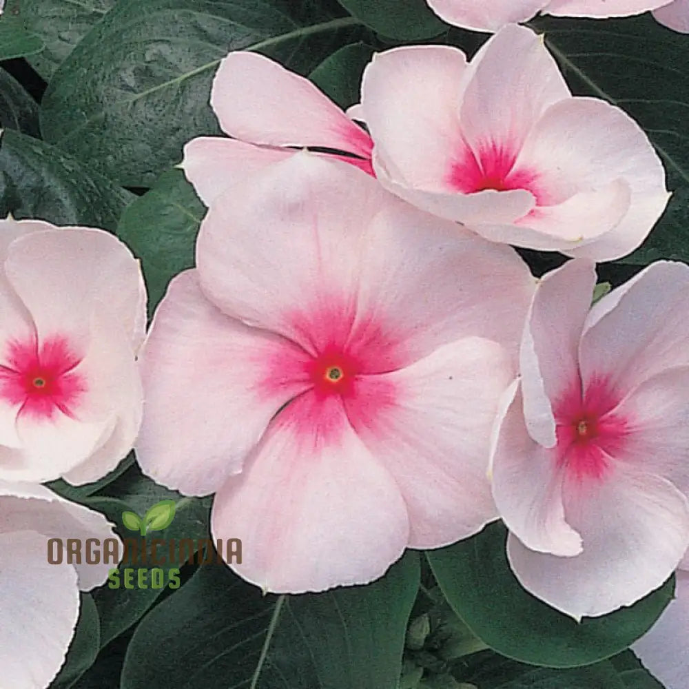 Vinca Pacifica Xp Blush Flower Seeds Premium Quality Hardy Easy-To-Grow Annual Blooms For Stunning