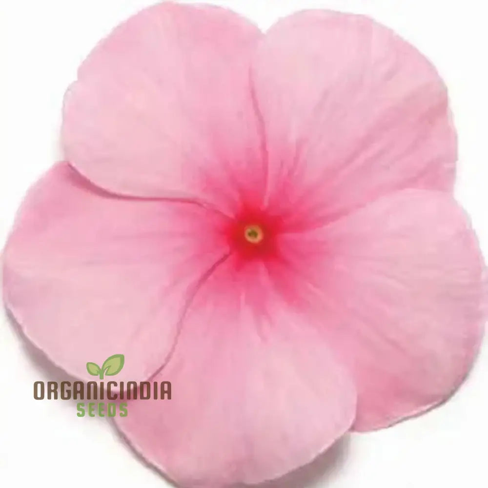 Vinca Pacifica Xp Blush Flower Seeds Premium Quality Hardy Easy-To-Grow Annual Blooms For Stunning