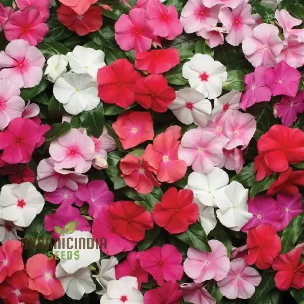 Vinca Pacifica Xp Blush Flower Seeds Premium Quality Hardy Easy-To-Grow Annual Blooms For Stunning