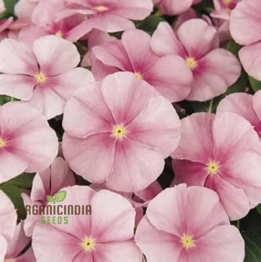 Vinca Pacifica Xp Blush Flower Seeds Premium Quality Hardy Easy-To-Grow Annual Blooms For Stunning