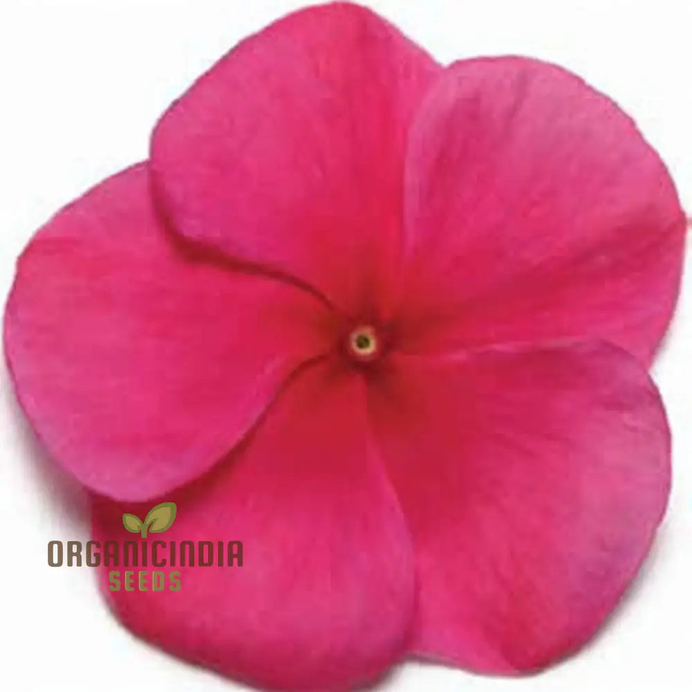 Vinca Pacifica Xp Burgundy Flower Seeds Premium Hardy Annuals For Vibrant Garden Blooms Seeds