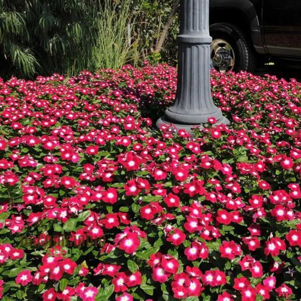 Vinca Pacifica Xp Burgundy Flower Seeds Premium Hardy Annuals For Vibrant Garden Blooms Seeds