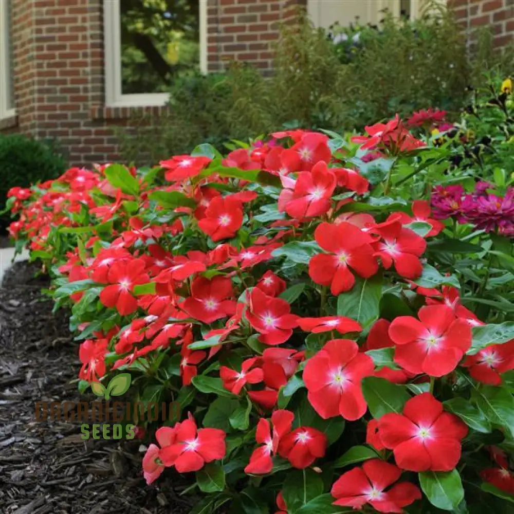 Vinca Pacifica Xp Burgundy Flower Seeds Premium Hardy Annuals For Vibrant Garden Blooms Seeds