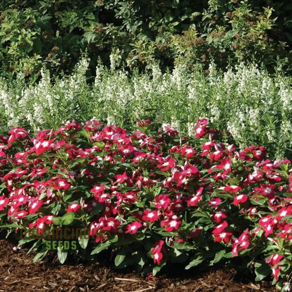 Vinca Pacifica Xp Burgundy Flower Seeds Premium Hardy Annuals For Vibrant Garden Blooms Seeds