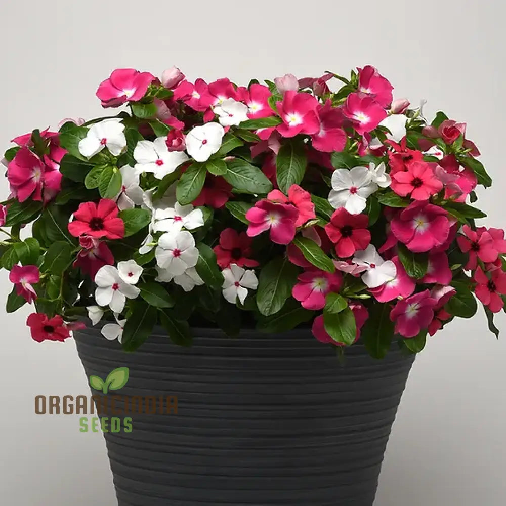 Vinca Pacifica Xp Mix Flower Seeds Vibrant Annual Ground Cover With Stunning Blue Pink & White