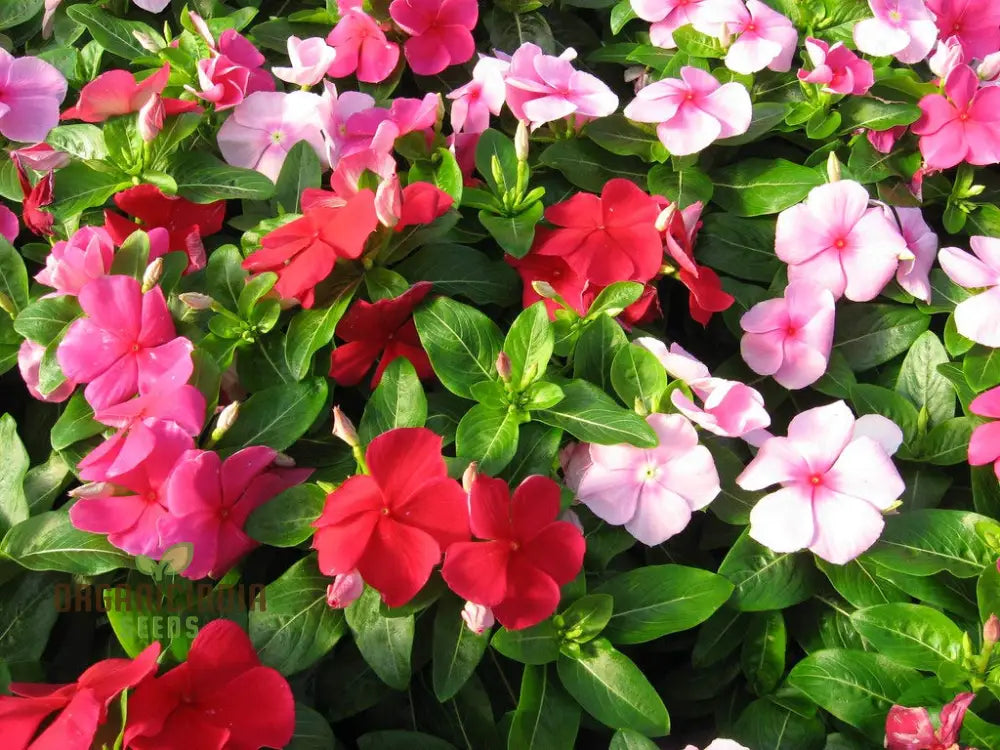 Vinca Pacifica Xp Mix Flower Seeds Vibrant Annual Ground Cover With Stunning Blue Pink & White