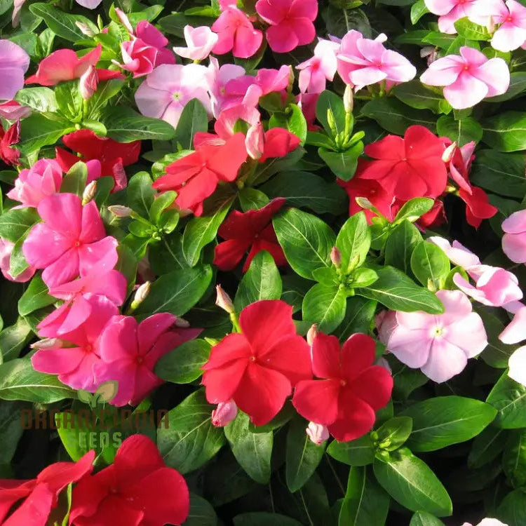 Vinca Pacifica Xp Mix Flower Seeds Vibrant Annual Ground Cover With Stunning Blue Pink & White