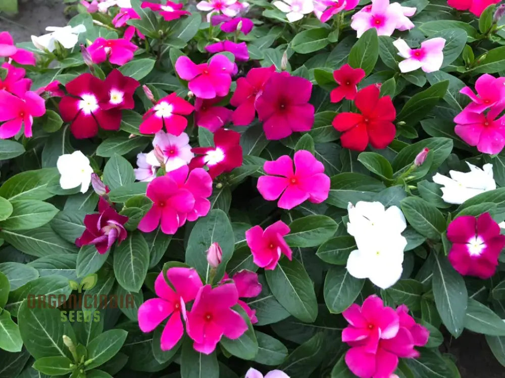 Vinca Pacifica Xp Mix Flower Seeds Vibrant Annual Ground Cover With Stunning Blue Pink & White