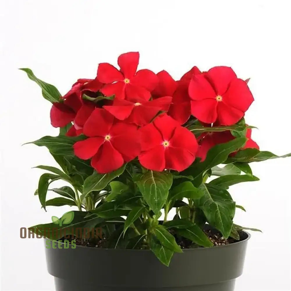 Vinca Pacifica Xp Red Really Flower Seeds Premium Annual Blooms Hardy & Vibrant Garden Seeds