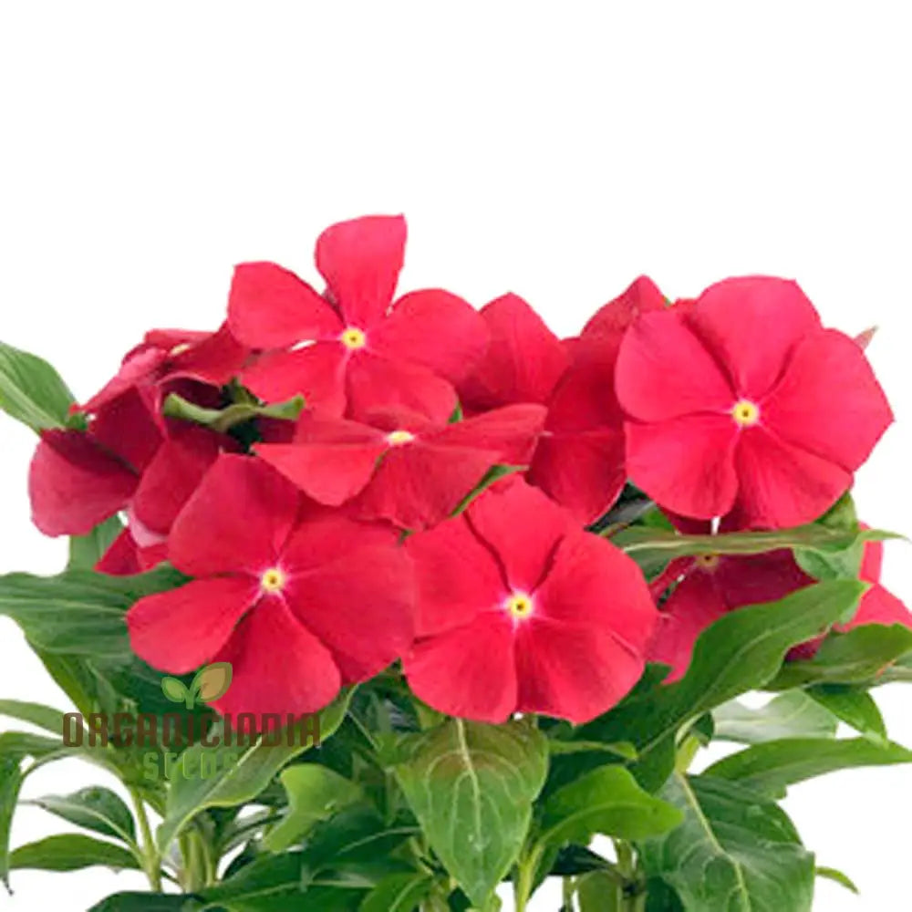 Vinca Pacifica Xp Red Really Flower Seeds Premium Annual Blooms Hardy & Vibrant Garden Seeds