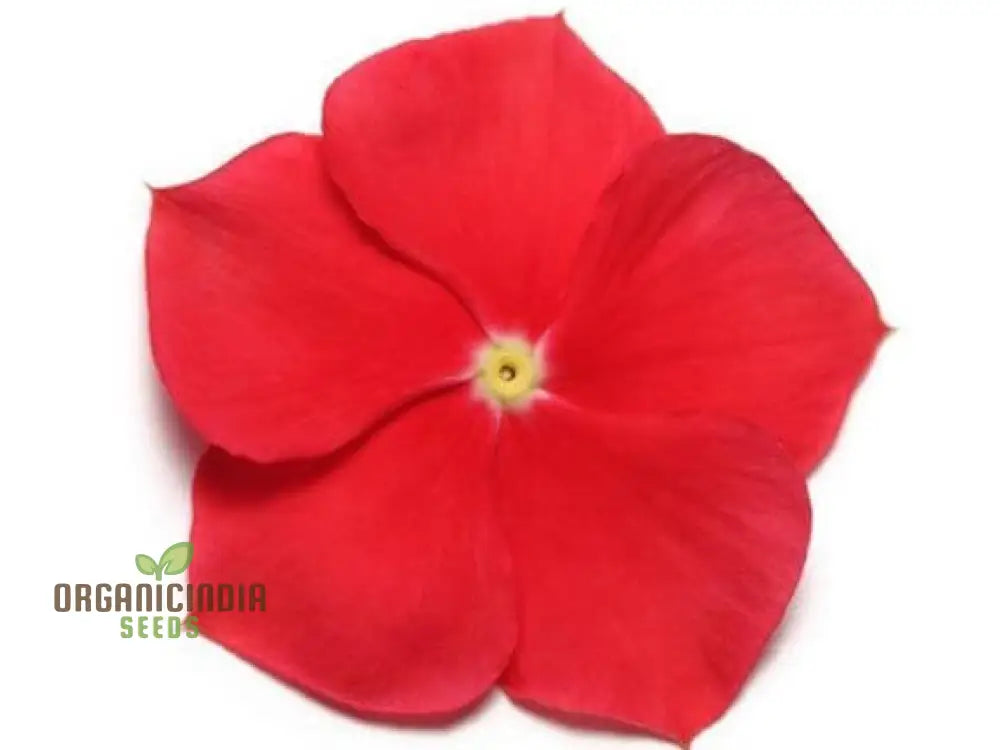 Vinca Pacifica Xp Red Really Flower Seeds Premium Annual Blooms Hardy & Vibrant Garden Seeds