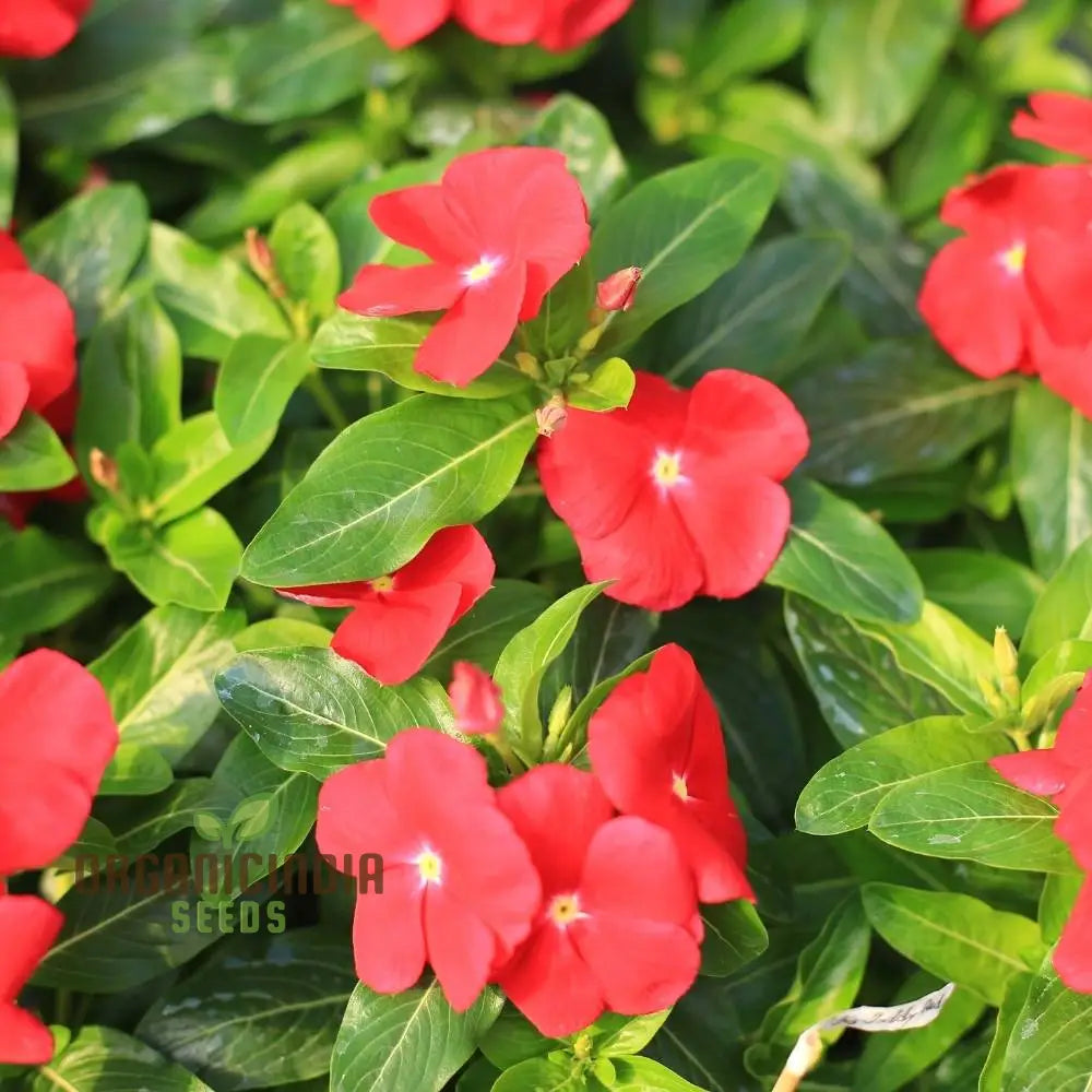 Vinca Pacifica Xp Red Really Flower Seeds Premium Annual Blooms Hardy & Vibrant Garden Seeds