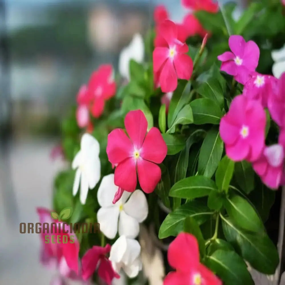 Vinca Rosea Mix Flower Seeds - Versatile And Vibrant Blooms For Garden Borders