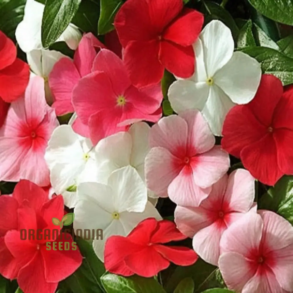 Vinca Rosea Mix Flower Seeds - Versatile And Vibrant Blooms For Garden Borders