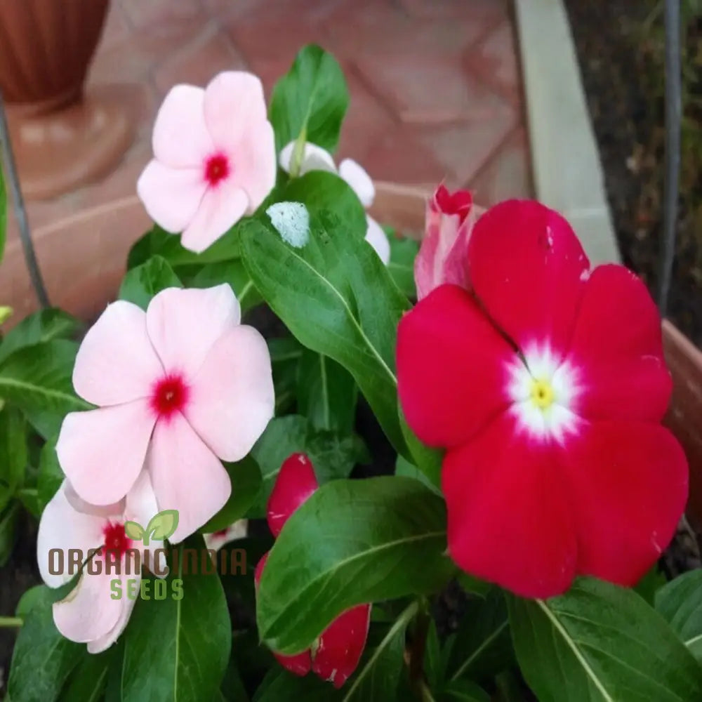 Vinca Rosea Mix Flower Seeds - Versatile And Vibrant Blooms For Garden Borders