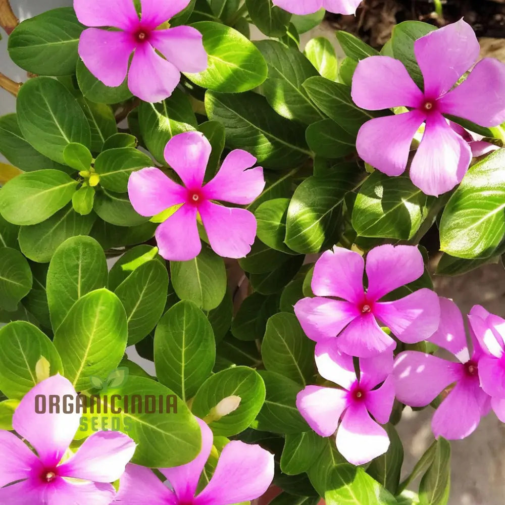 Vinca Rosea Mix Flower Seeds - Versatile And Vibrant Blooms For Garden Borders