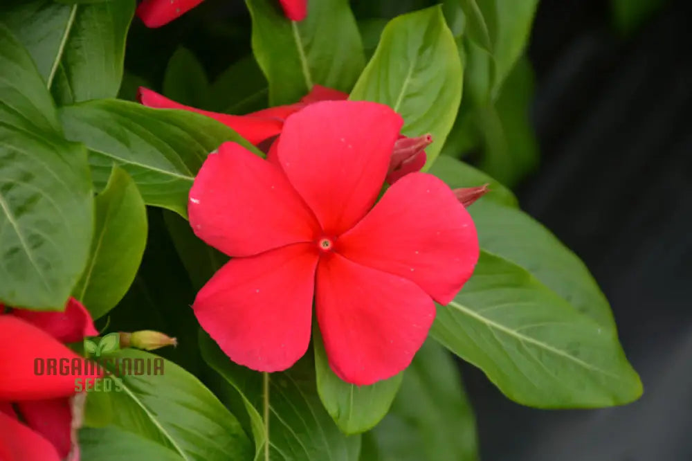 Vinca Rosea Red Cherry Dwarf Seeds - Easy Planting Beautiful Flowers For Your Garden