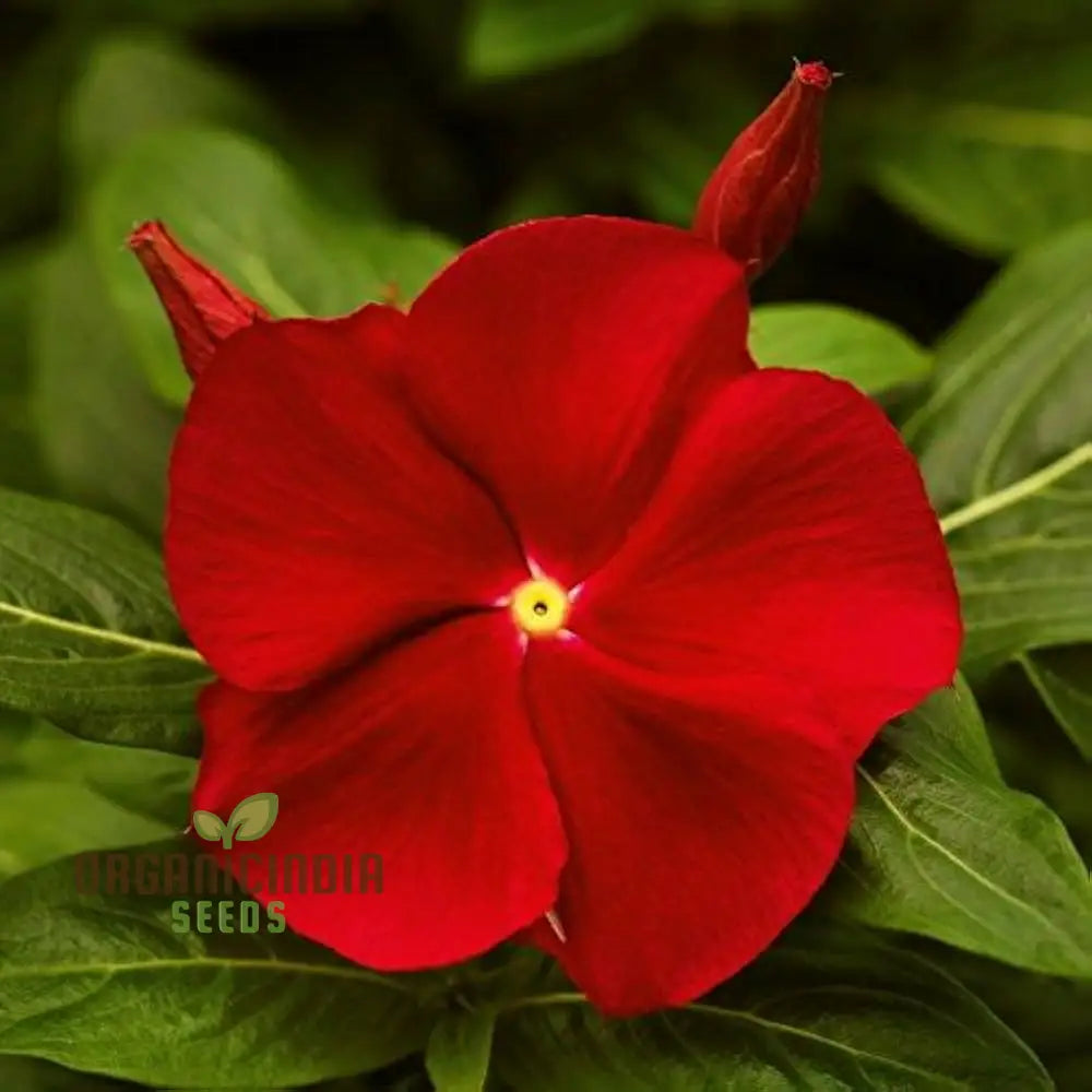 Vinca Rosea Red Cherry Dwarf Seeds - Easy Planting Beautiful Flowers For Your Garden