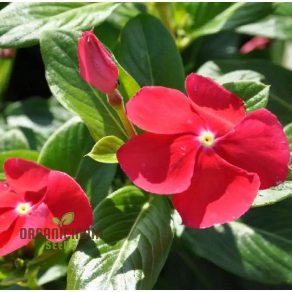 Vinca Rosea Red Cherry Dwarf Seeds - Easy Planting Beautiful Flowers For Your Garden