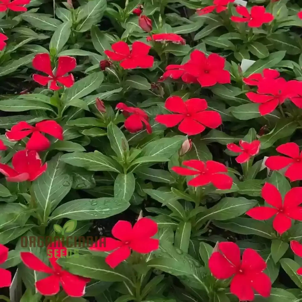 Vinca Rosea Red Cherry Dwarf Seeds - Easy Planting Beautiful Flowers For Your Garden