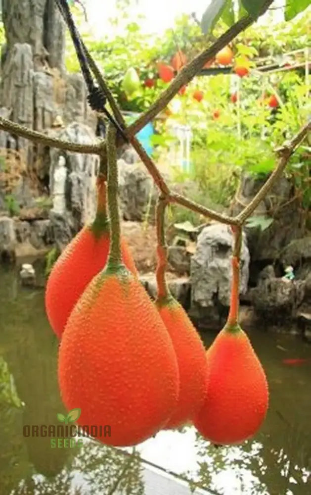 Vining Momordica Cochinchinensis Fruit Seeds For Planting Cultivating Unique And Nutritious Fruits