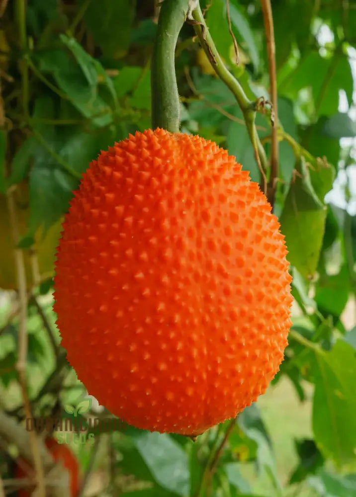 Vining Momordica Cochinchinensis Fruit Seeds For Planting Cultivating Unique And Nutritious Fruits