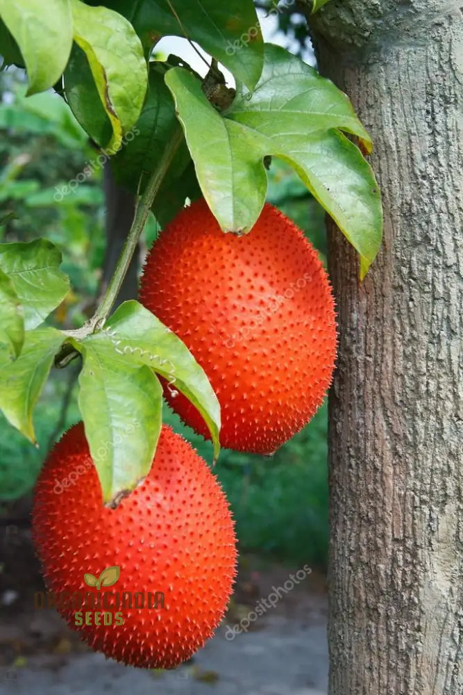 Vining Momordica Cochinchinensis Fruit Seeds For Planting Cultivating Unique And Nutritious Fruits