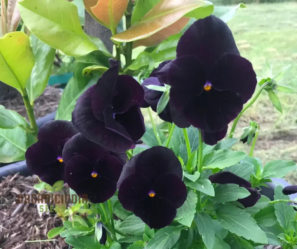 Viola Back To Black Seeds For Planting: Gardening Delights For The Discerning Gardener Seeking