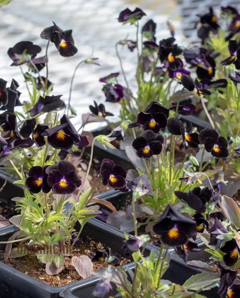 Viola Back To Black Seeds For Planting: Gardening Delights For The Discerning Gardener Seeking