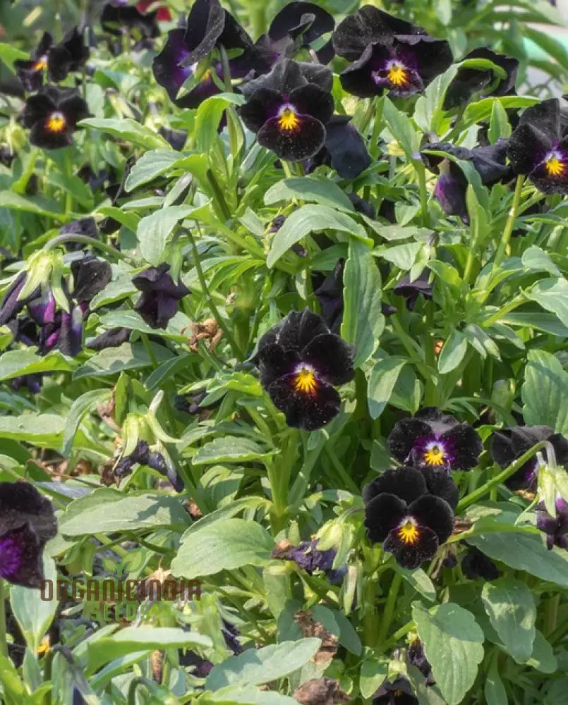 Viola Back To Black Seeds For Planting: Gardening Delights For The Discerning Gardener Seeking