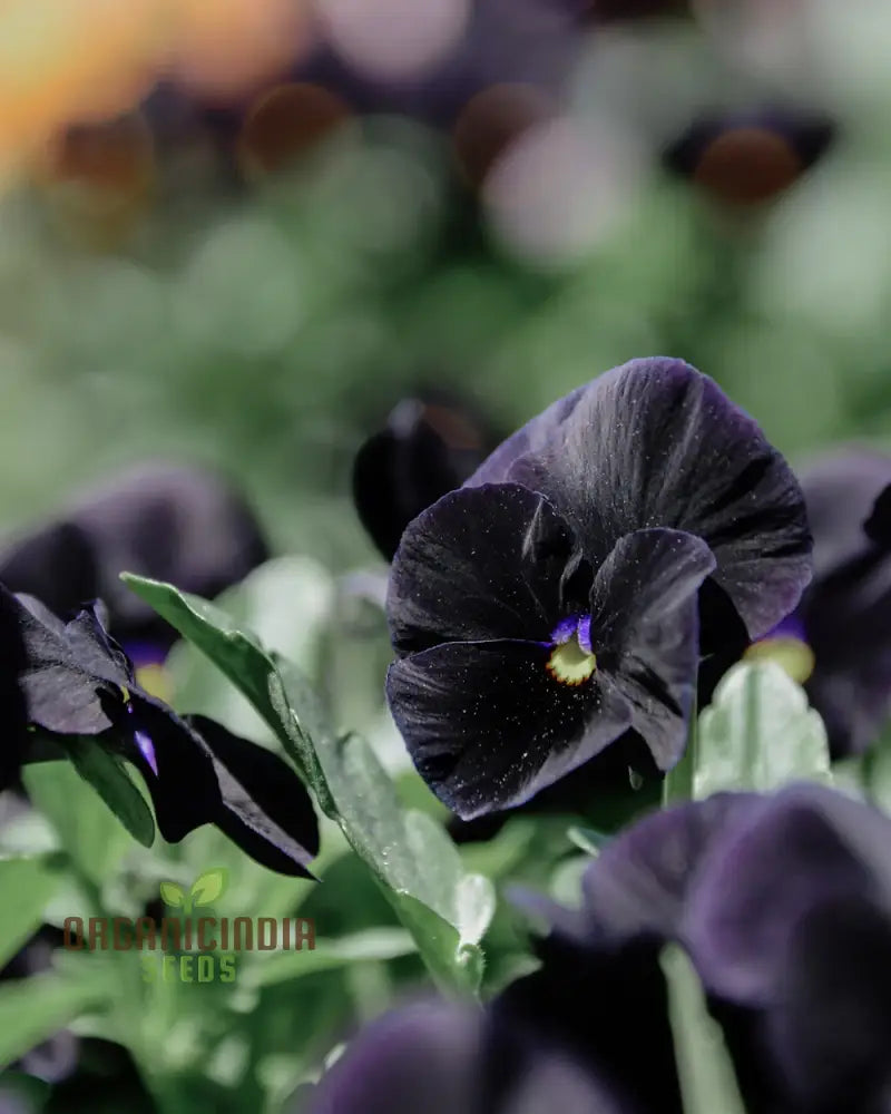 Viola Back To Black Seeds For Planting: Gardening Delights For The Discerning Gardener Seeking