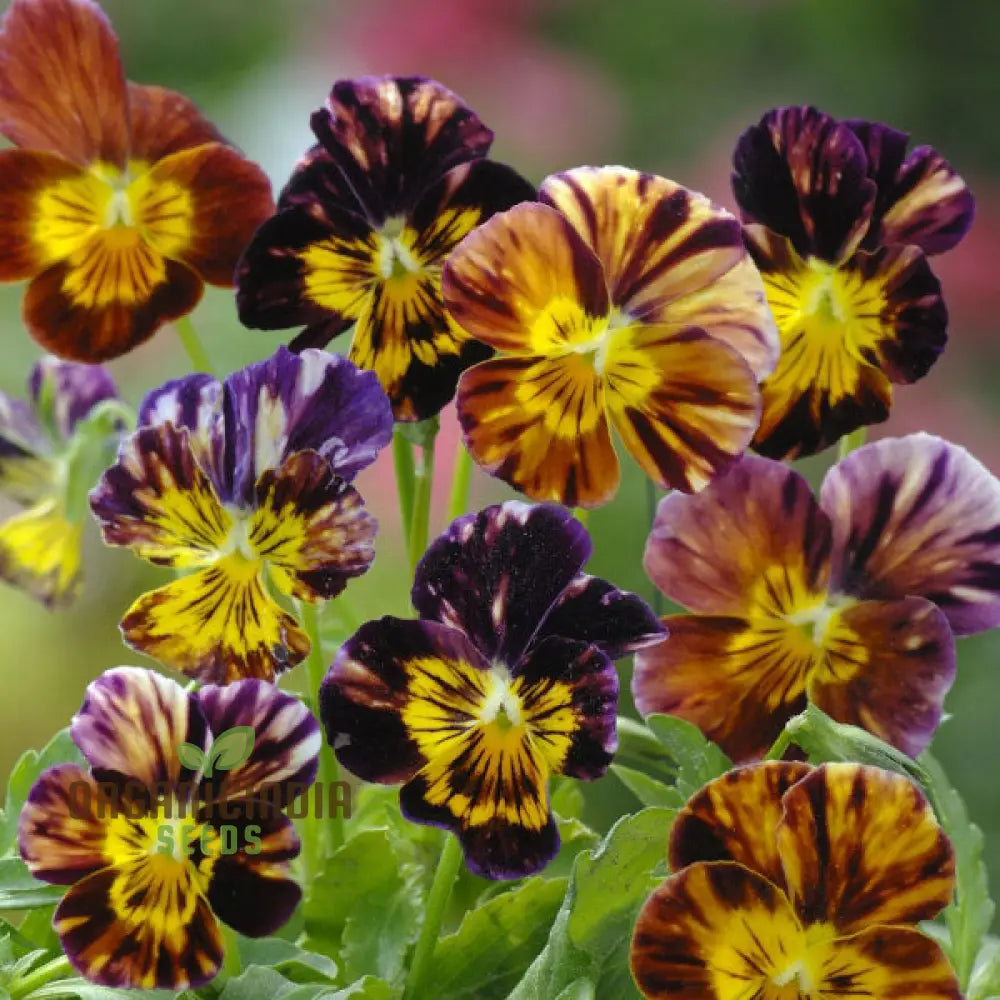 Viola Cornuta ’Brush Strokes’ Seeds For Planting: Vibrant Garden Beauty With Striking Petal Patterns