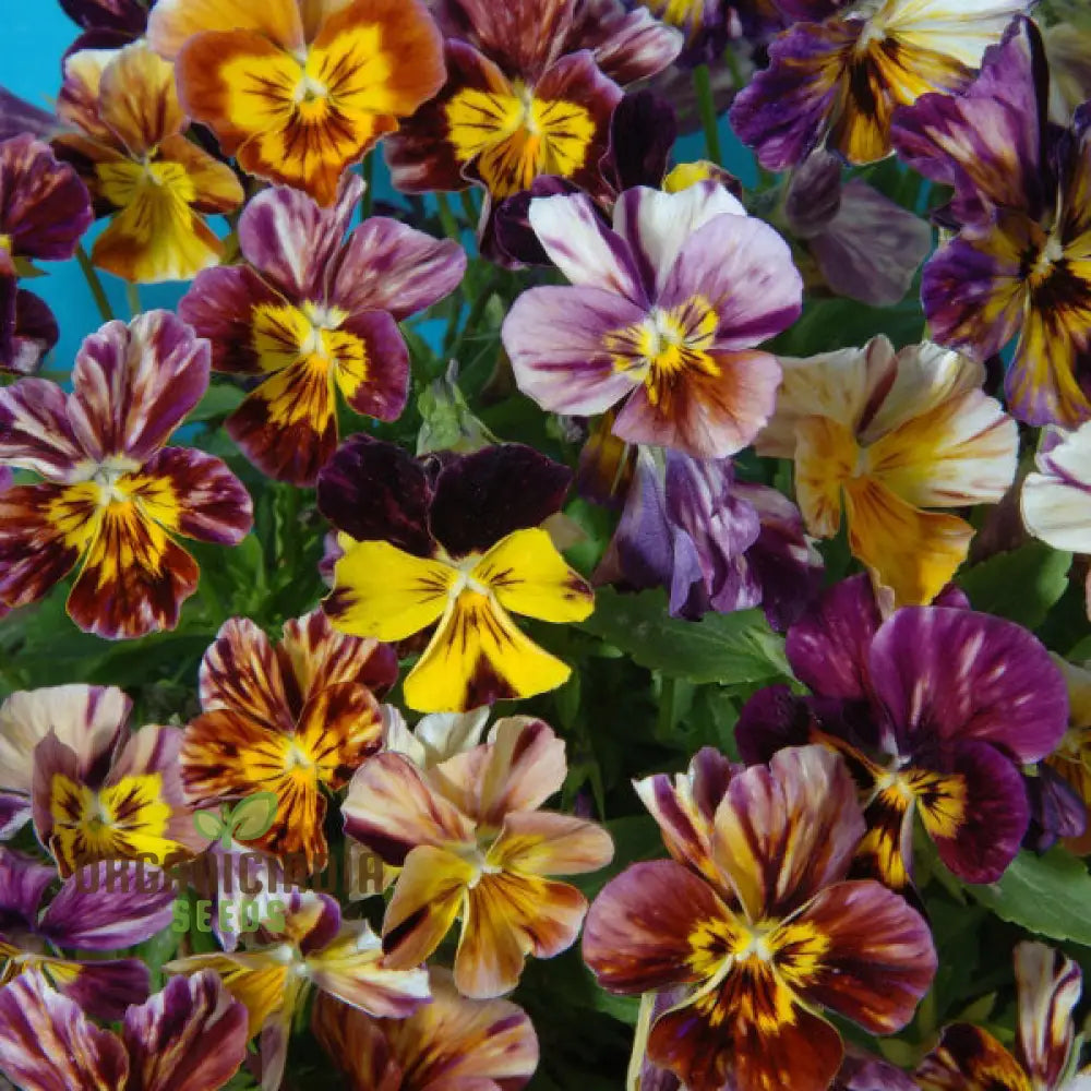 Viola Cornuta ’Brush Strokes’ Seeds For Planting: Vibrant Garden Beauty With Striking Petal Patterns