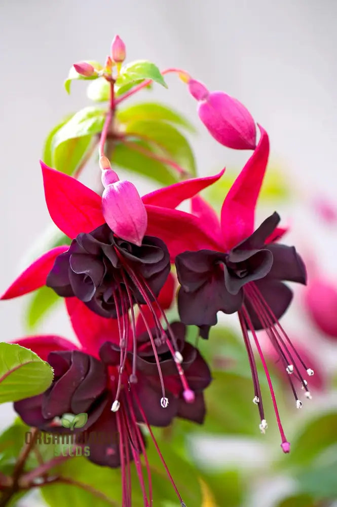 Viola Double Petal Fuchsia Bonsai Flowers Seeds For Planting 100 Pcs Flower Seeds